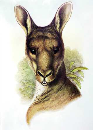 The western grey formerly West-Australian great kangaroo Macropus - photo 6