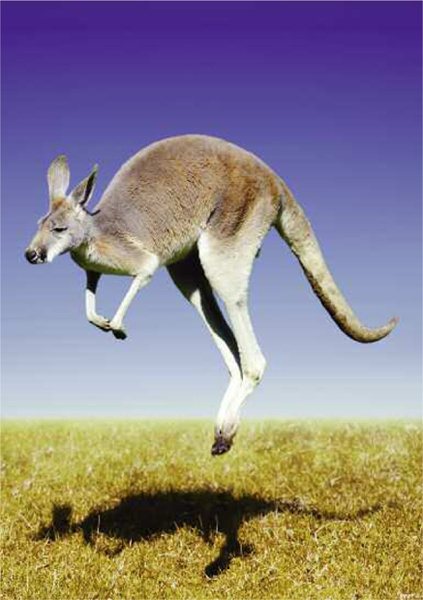 What is a Kangaroo Every non-human animal bears a burden placed on it by - photo 4