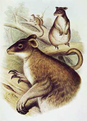 The grizzled tree-kangaroo Dendro lagus inustus from John Gould The Mammals - photo 5