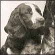 It is believed that the Welsh Springer Spaniel is among the oldest breeds in - photo 2