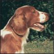 Learn the requirements of a well-bred Welsh Springer Spaniel by studying the - photo 4