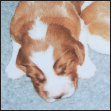 Find out about how to locate a well-bred Welsh Springer Spaniel puppy Discover - photo 5