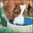 Cover the specifics of taking care of your Welsh Springer Spaniel every day - photo 6