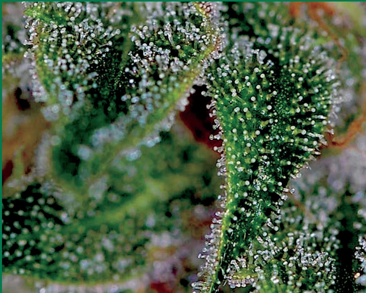 Introduction to Volume 4 By Ed Rosenthal Marijuana is an amazing plant Its - photo 3