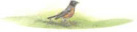 The Music of Wild Birds An Illustrated Annotated and Opinionated Guide to Fifty Birds and Their Songs - image 6