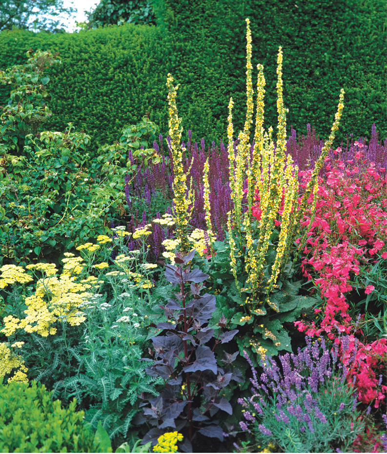 The plants in this exuberant composition Salvia Caradonna Penstemon Garnet - photo 6