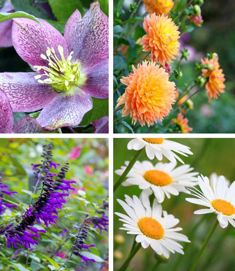 Lenten roses dahlias Shasta daisies and salvias clockwise from top left - photo 7