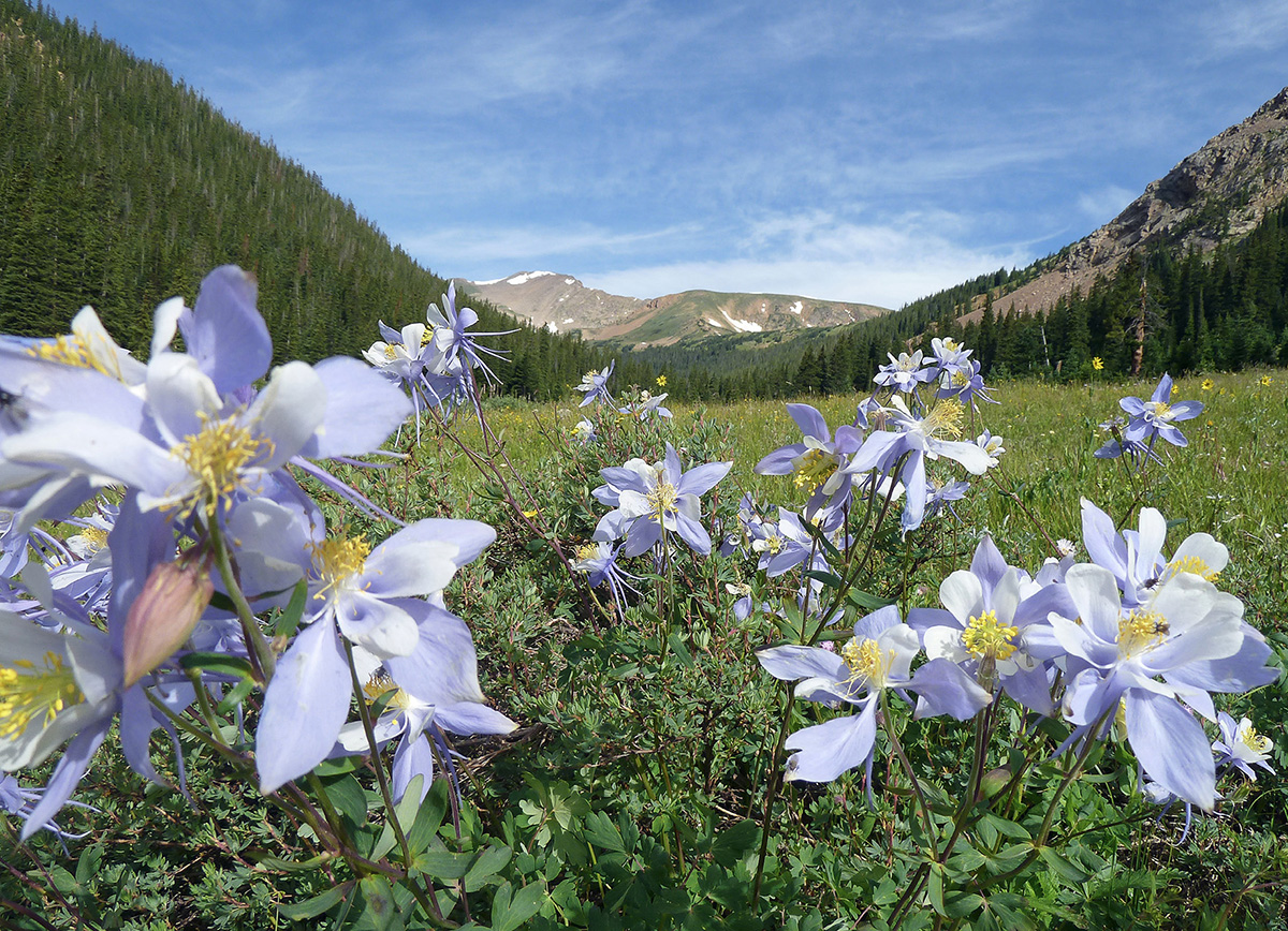 Aquilegia coerulea Colorado blue columbine Herman Gulch Colorado - photo 2