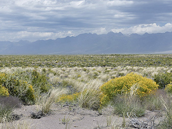 ArizonaNew Mexico Plateau Acknowledgments Wildflowers of the Rocky Mountain - photo 13