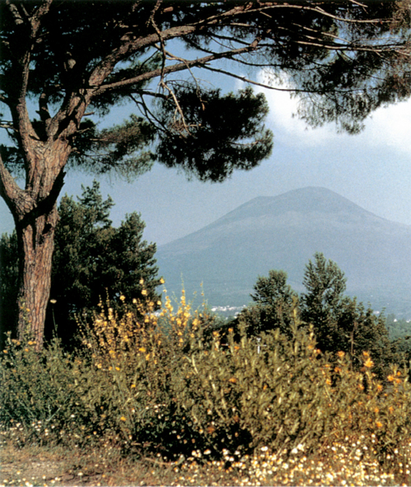 Medicinal plants growing at Pompeii in the shadow of Vesuvius Preface It is - photo 2