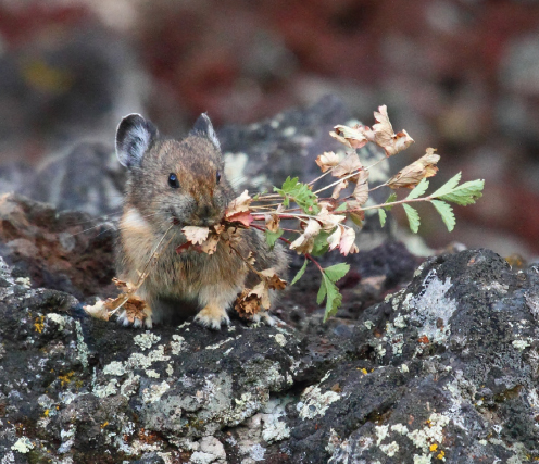 This pika picture has been in the regional phone company calendar in Park - photo 4