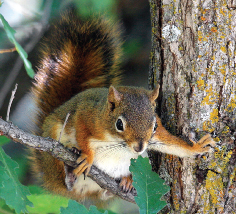 Whether its mountain goats at 14000 feet or a squirrel that might be in your - photo 6