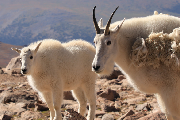 Whether its mountain goats at 14000 feet or a squirrel that might be in your - photo 7