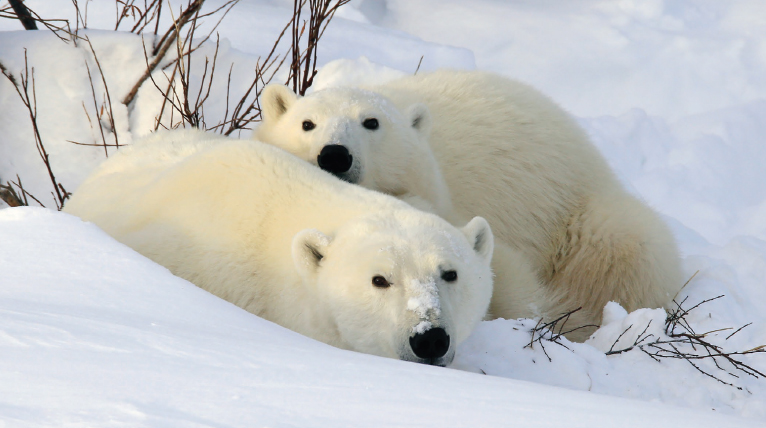 All of the wildlife images in this book were photographed with simple equipment - photo 8