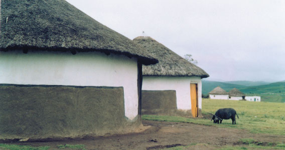 Nkantolo homestead Pondoland One an early summer morning on 27 October 1917 - photo 5