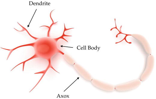 Figure 1-1 An individual neuron The doctors studying the brain scan in - photo 1