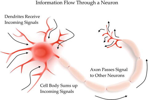 Figure 1-3 Information flow So if you connect up all these neurons what - photo 3