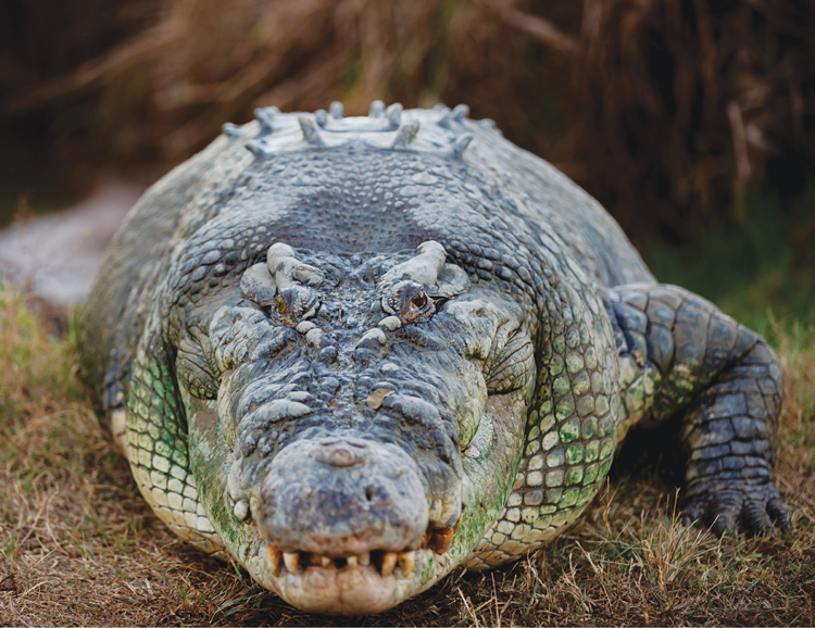 My three-legged scaly mate in all his glory turning it on for the cameras - photo 20