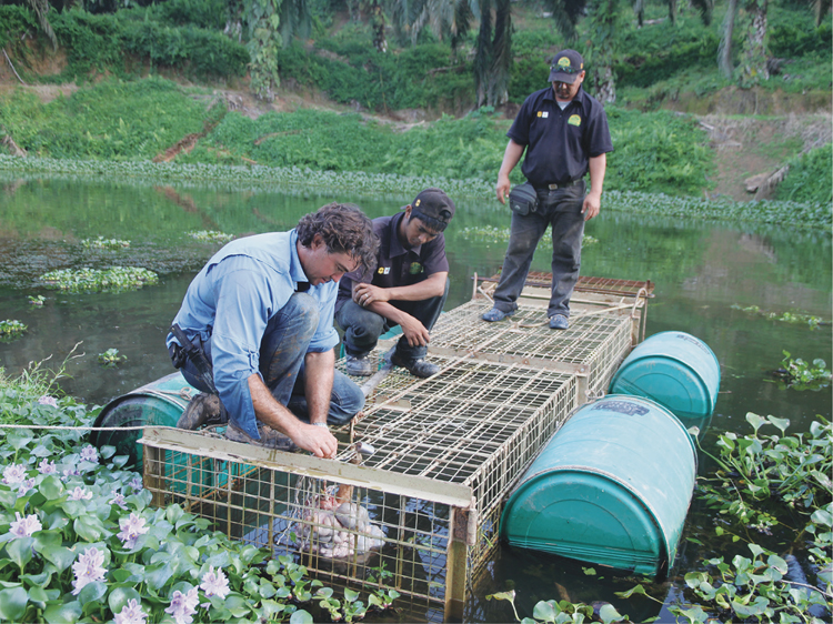 Baiting and securing a cage trap in Borneo showing two of the rangers how to - photo 22