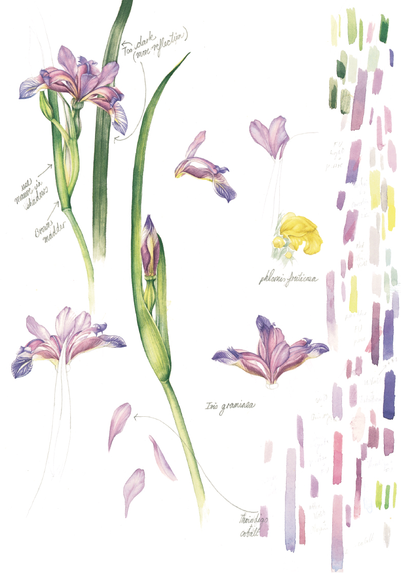 Iris graminea and Jerusalem sage Foreword The revival of botanical painting - photo 6