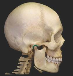 Image credit wwwstudybluecom The TMJ is classified as both a hinge - photo 1