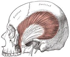 Image of the temporalis muscle A number of other muscles and ligaments inthe - photo 2