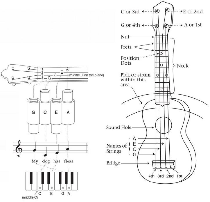 Uke C Tuning One easy way to tune a ukulele is with a pitchpipe or electronic - photo 6