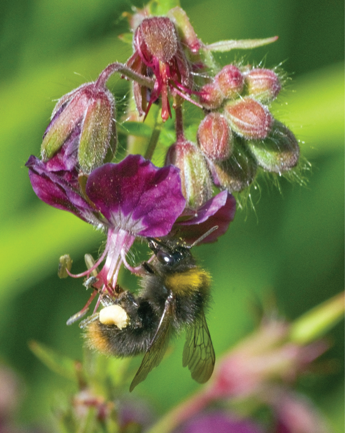 Understanding the Flowering Plants A Practical Guide for Botanical Illustrators - image 1