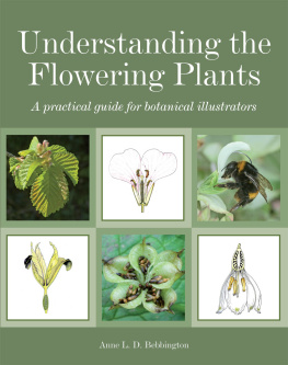 Anne Bebbington - Understanding the Flowering Plants: A Practical Guide for Botanical Illustrators