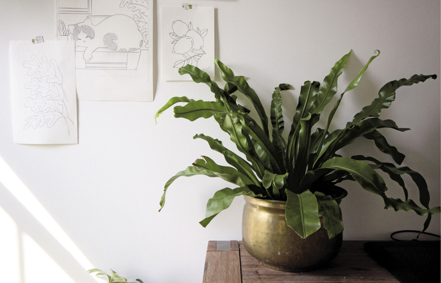 A brass pot complements the green tone of the birds nest fern Asplenium - photo 2