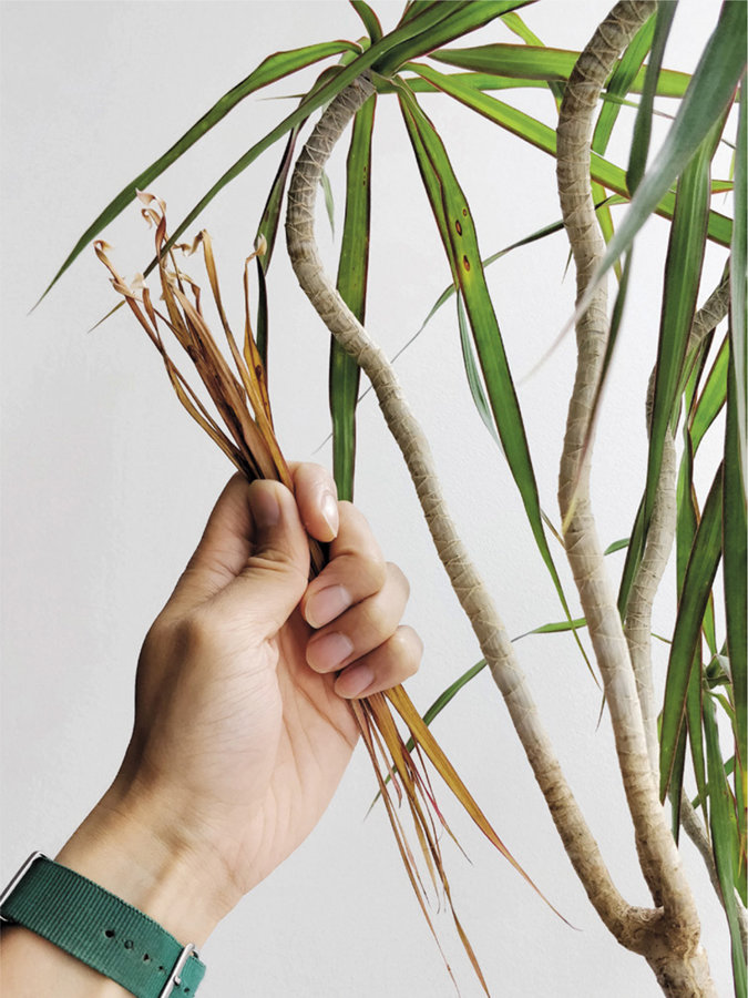 Older leaves on this Dracaena marginata naturally fall off as new ones emerge - photo 3