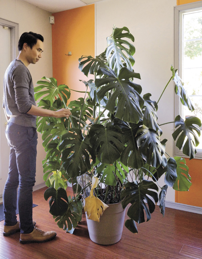 A monstera is a large plant that can be enjoyed for many years if you have the - photo 6