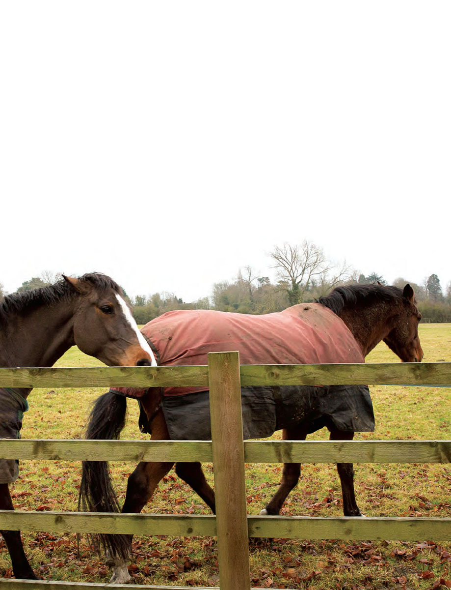 Chapter 1 Horse Behaviour Evolution domestication and flight or fight If we - photo 4