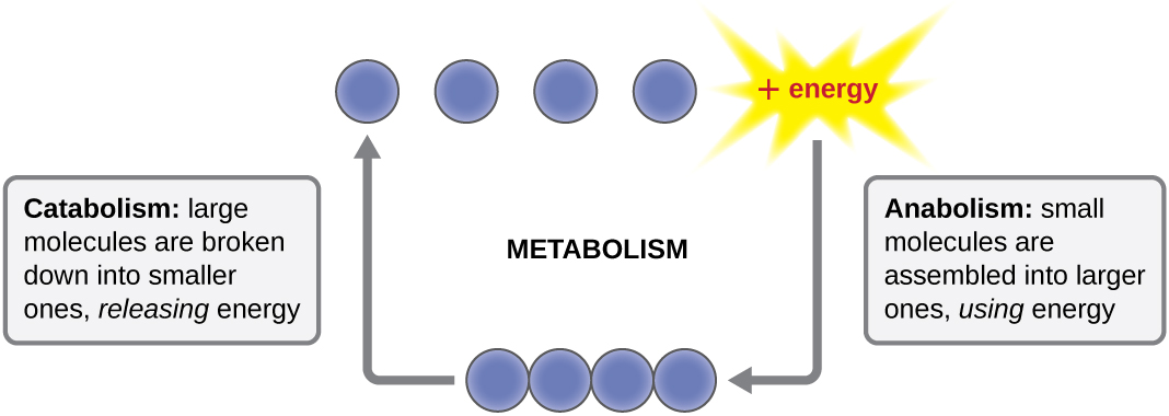 Figure 1 The Cycles of Anabolism and Catabolism These oppositions can be seen - photo 1