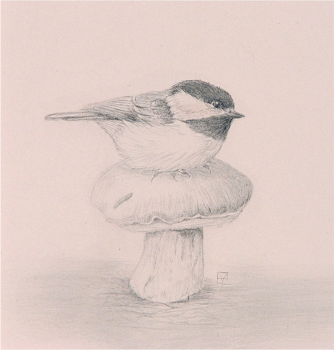 Chickadee graphite and silverpoint LOOK CLOSER DRAW BETTER Expert - photo 2