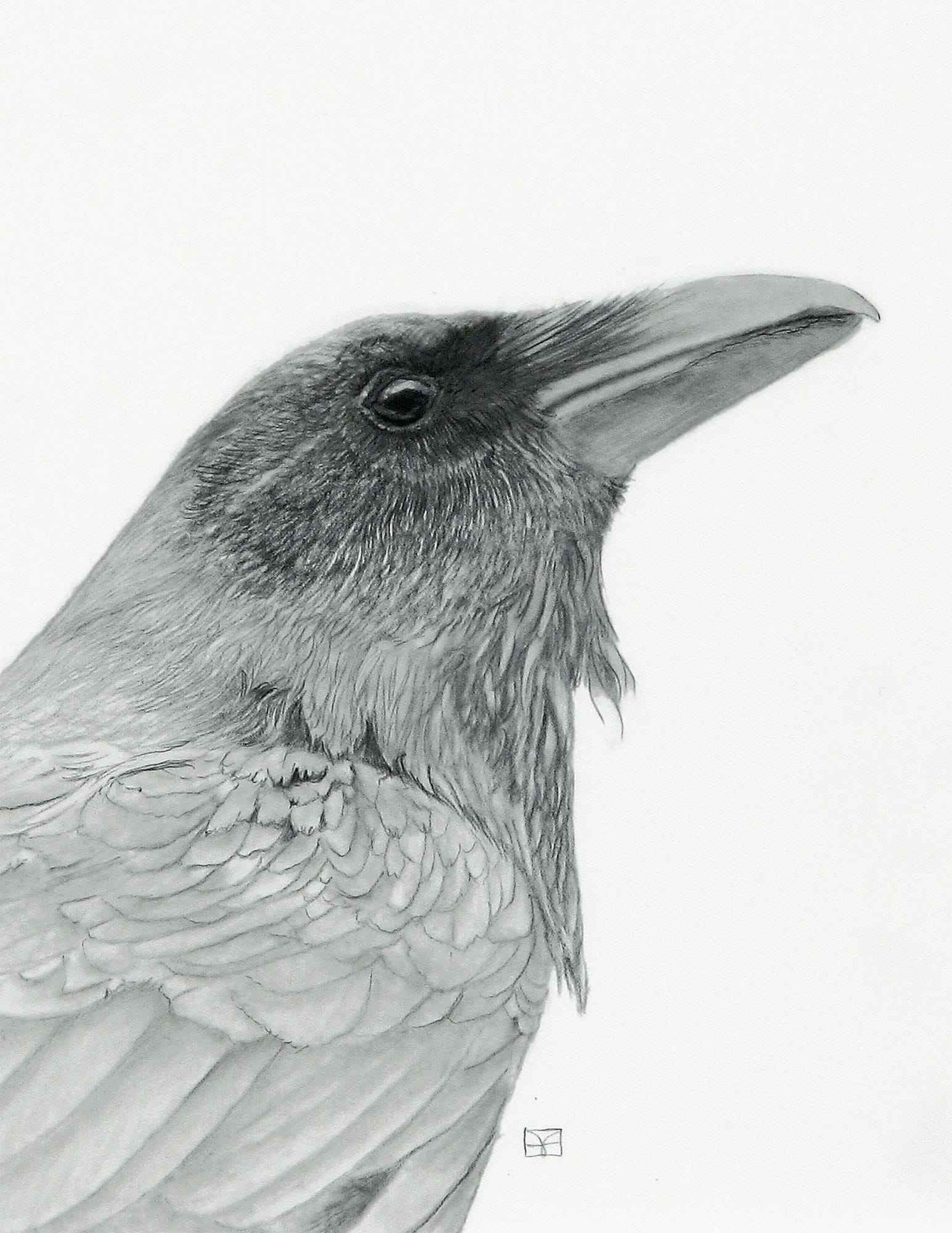 American Crow graphite INTRODUCTION If I had to choose one lesson that I - photo 5