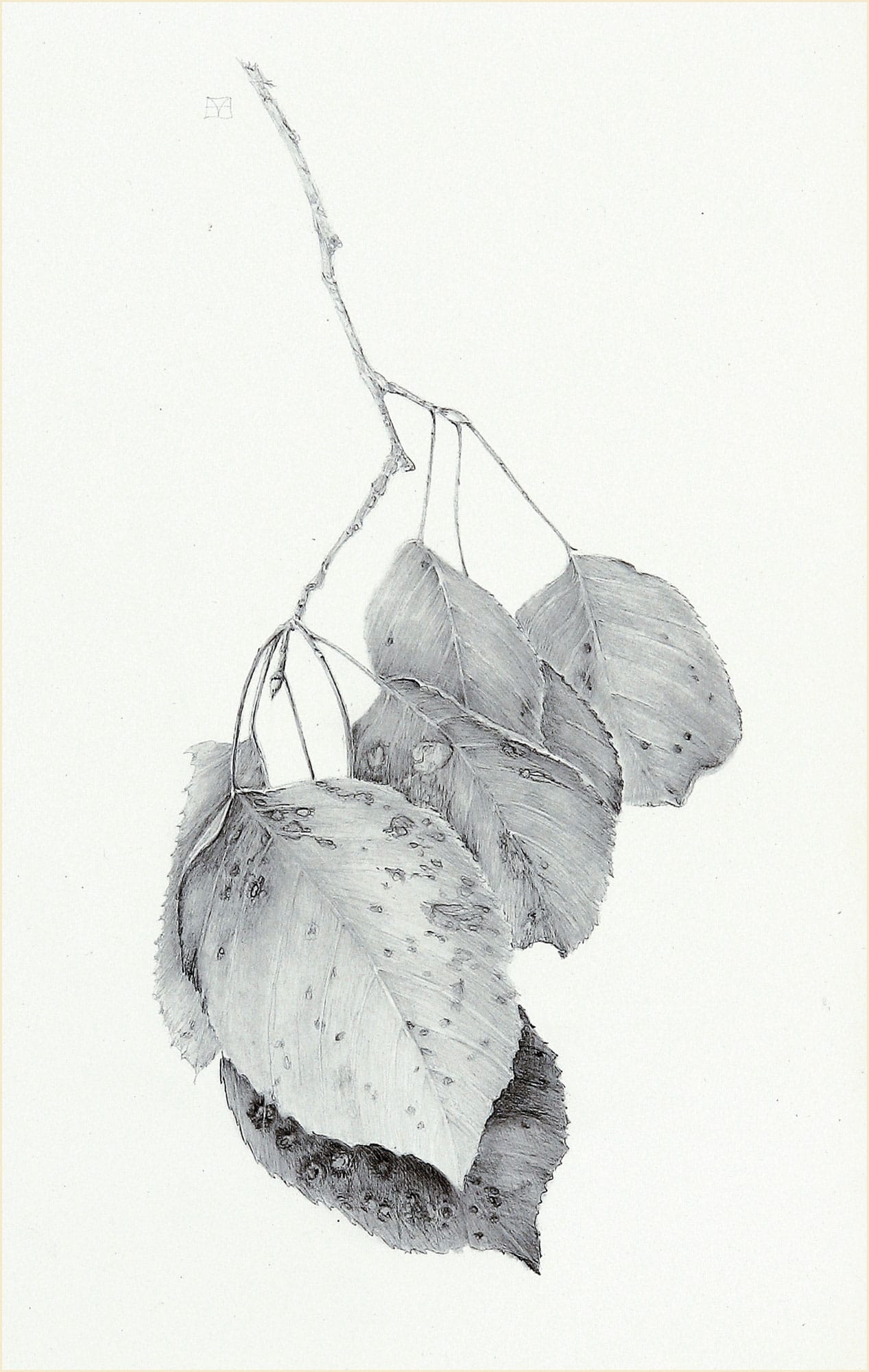 Found Leaves graphite THE HOW AND THE WHY I like to imagine that each person - photo 7