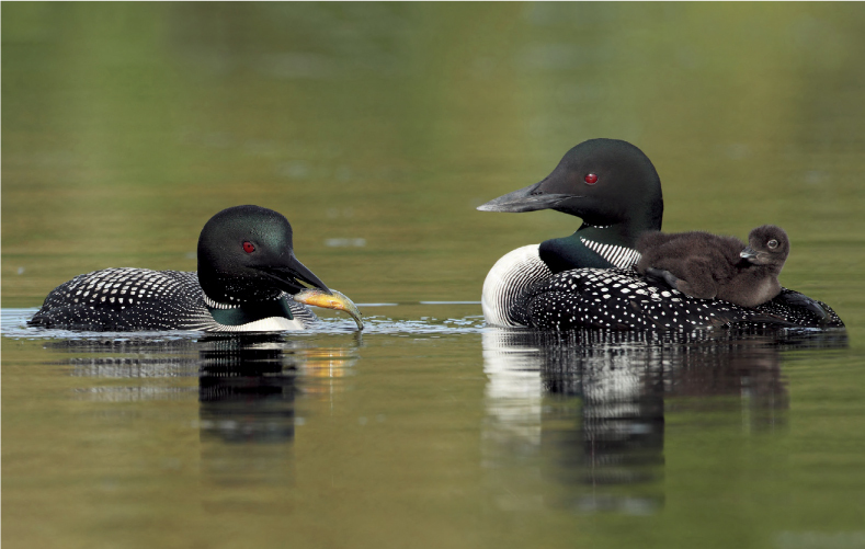 Wildlife portrait An image of the common loon goes beyond a family portrait - photo 4