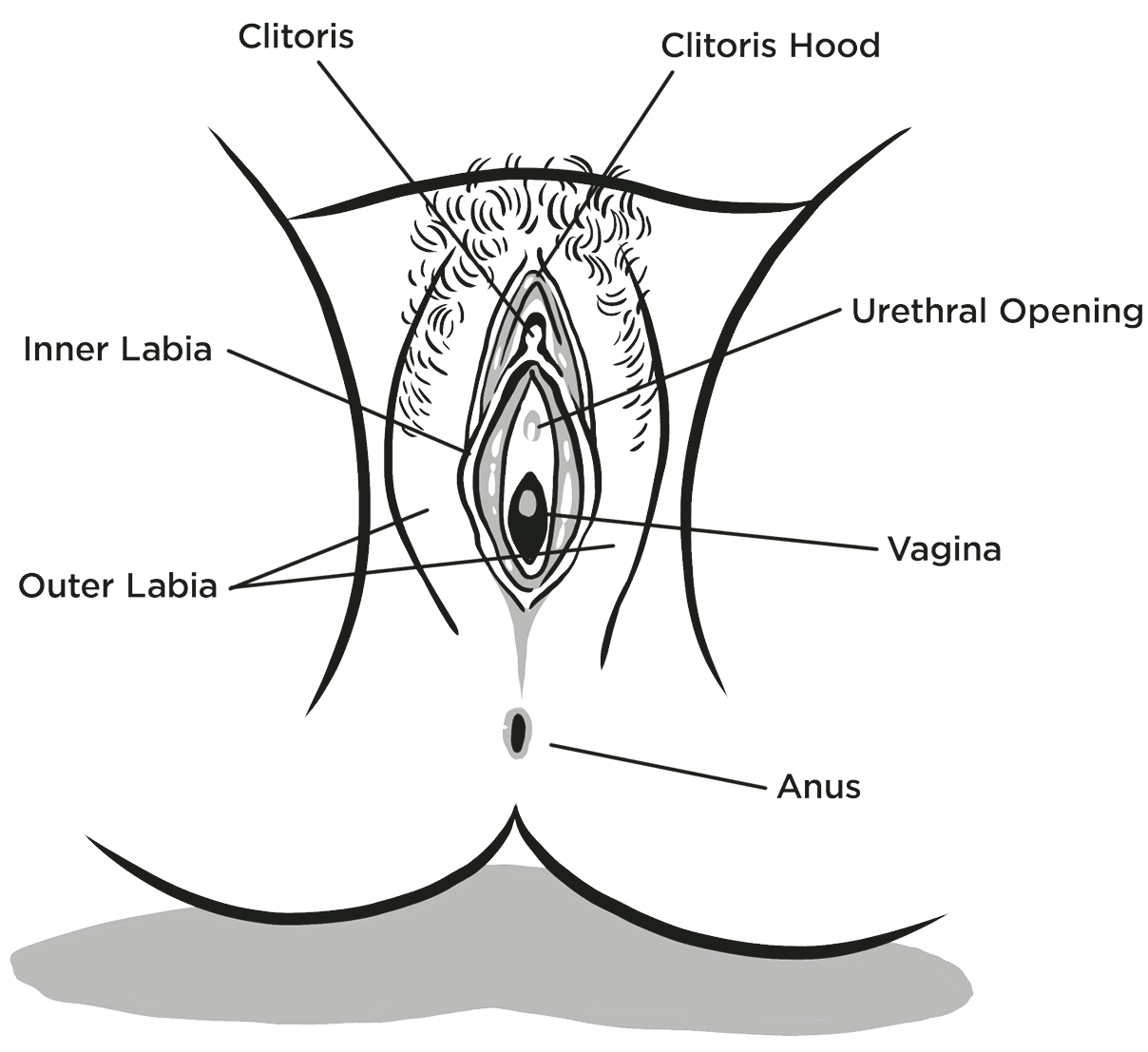 VULVA What many call the vagina is actually the external genitalia technically - photo 2