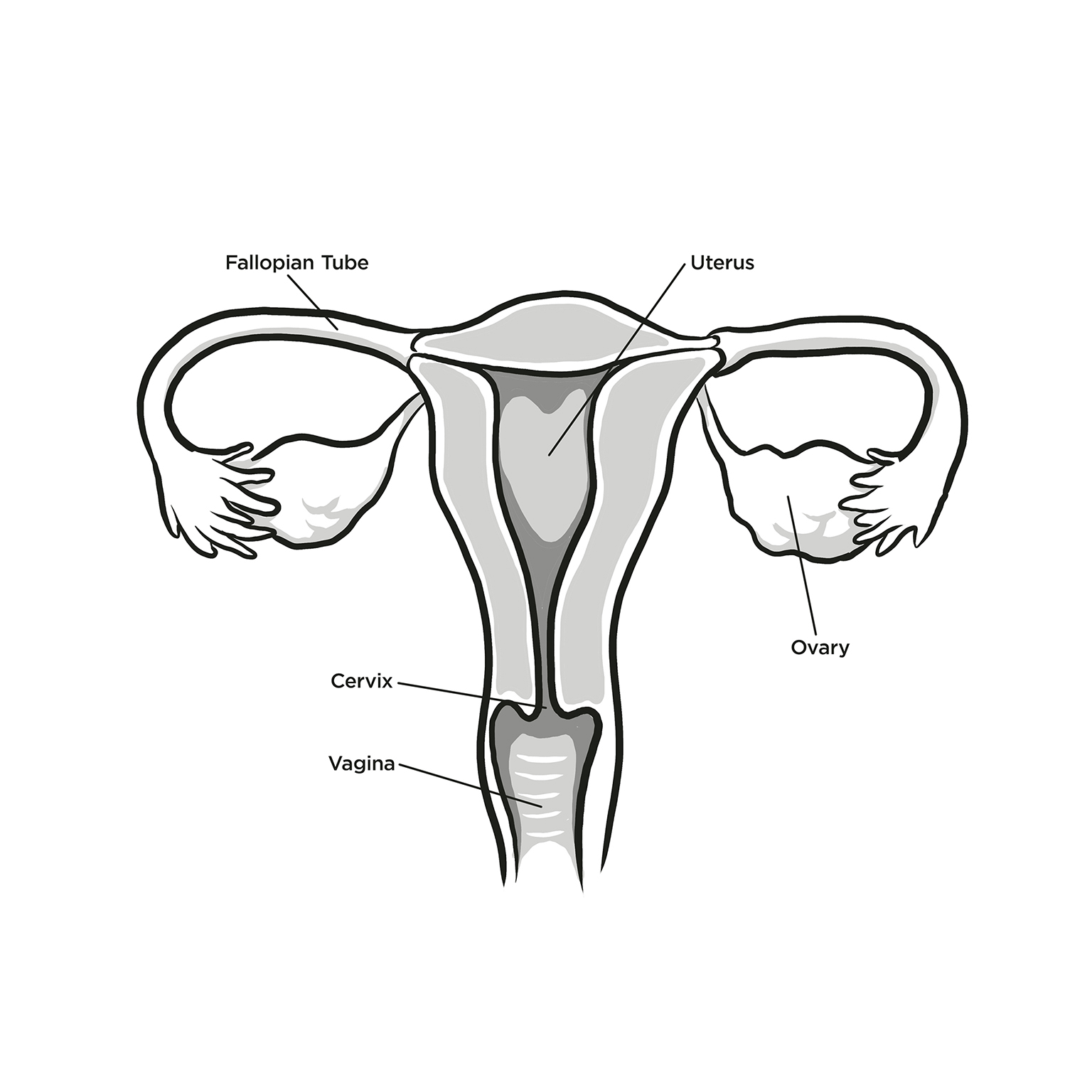 INTERNAL ANATOMY Although out of sight parts of your internal anatomy are key - photo 4