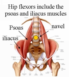 Hip flexors are the part of you that let you bend and lift your knees They are - photo 2