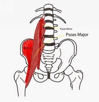 The Hip Flexors function is to flex the hip There are many other muscles that - photo 6