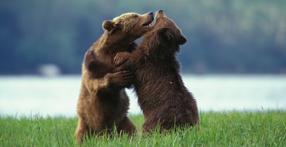 Springtime in the Great Bear Rainforest Two subadult grizzly siblings have a - photo 2