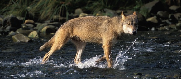 A rainforest wolf searches for salmon in one of the remote rivers of the Great - photo 4