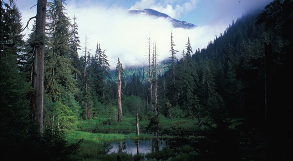 The coastal temperate rainforest is one of the rarest forest types on the - photo 1