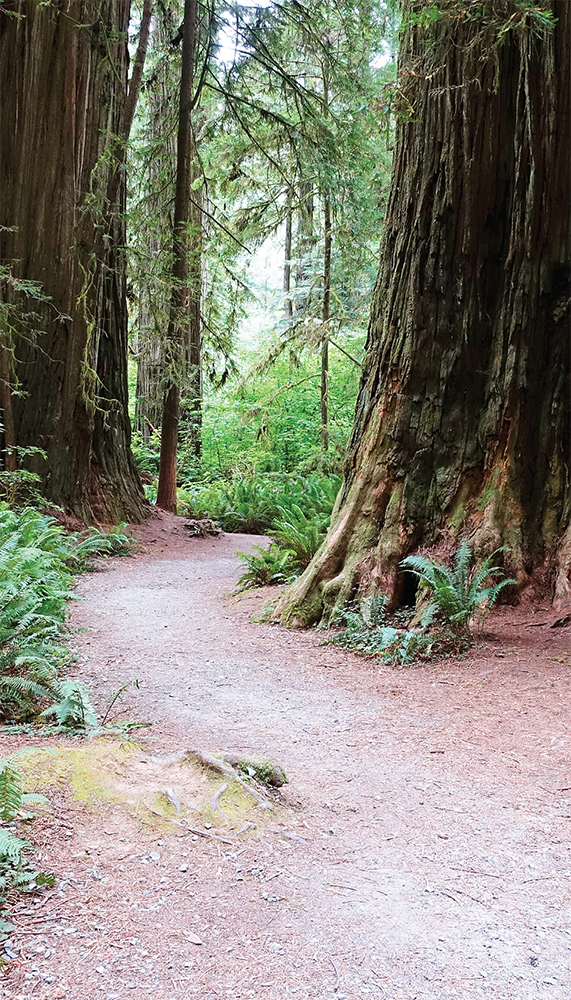 Many trails in these parks are broad and flat VISITING REDWOOD NATIONAL AND - photo 12