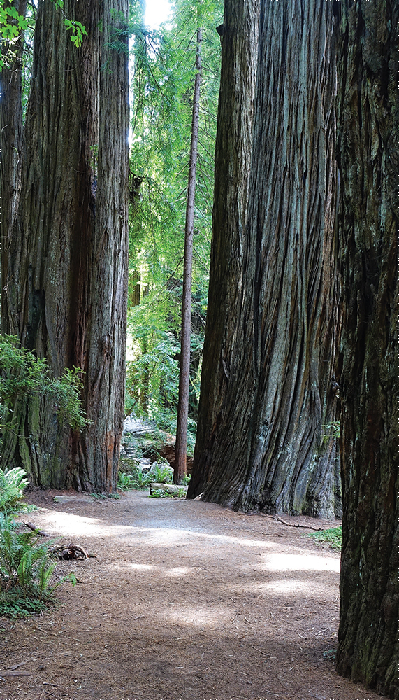 HIKE THE PARKS BEST DAY HIKES WALKS AND SIGHTS REDWOOD NATIONAL STATE - photo 2