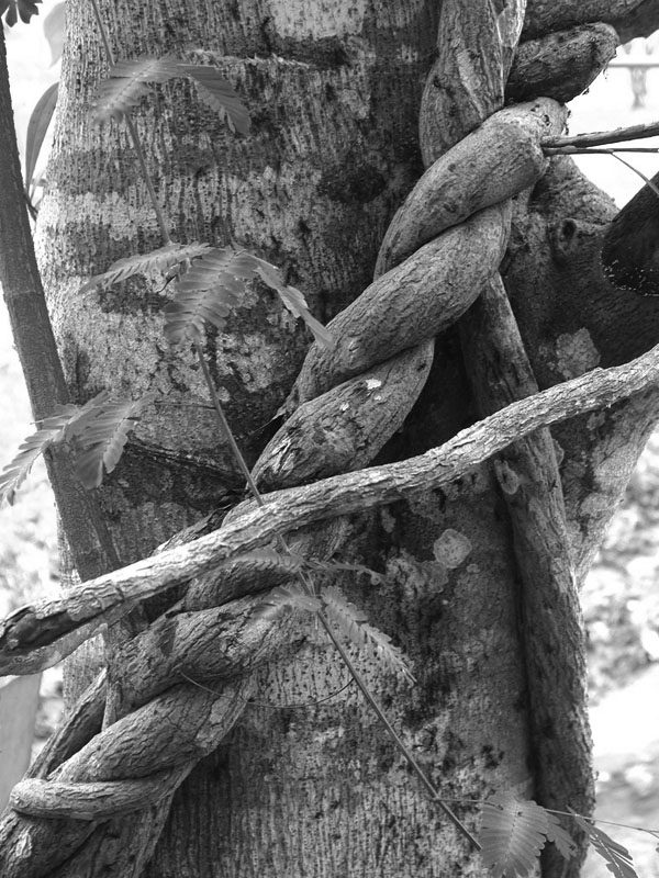 Figure 1 The ayahuasca vine But as I learned more and more about the ways in - photo 1