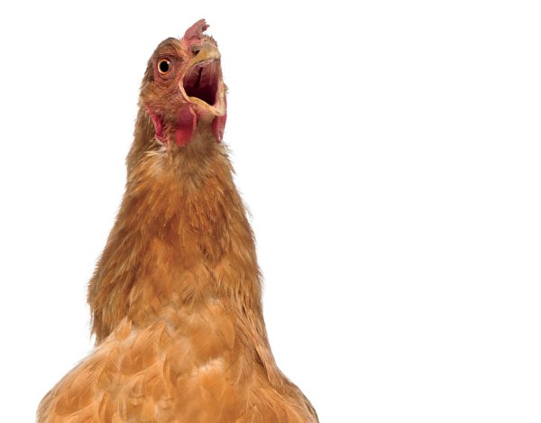 Animals speak volumes if you take the time to listen Learning Chicken - photo 8