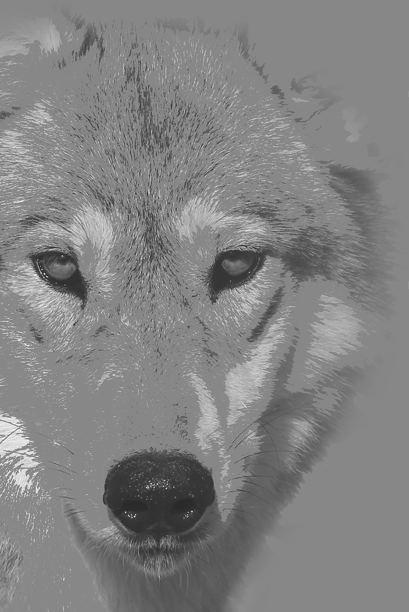 The Wolf Connection What Wolves Can Teach Us about Being Human - image 1